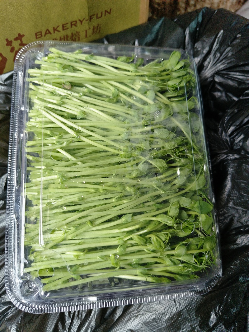 精品水培豌豆苗产地直供，量大从优