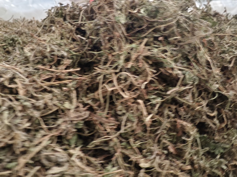 鹅不食草新货鹅食草色青无杂质批发零售正品鹅不食草