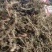 鹅不食草新货鹅食草色青无杂质批发零售正品鹅不食草
