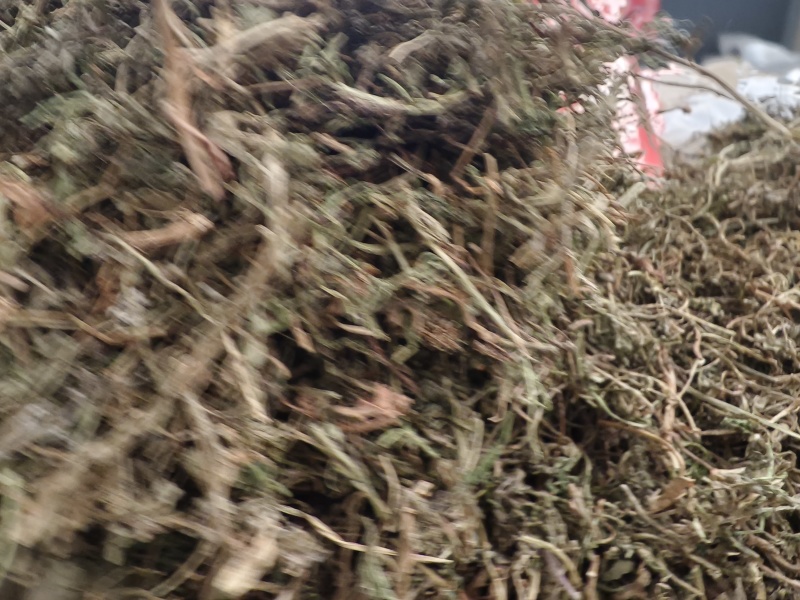 鹅不食草新货鹅食草色青无杂质批发零售正品鹅不食草