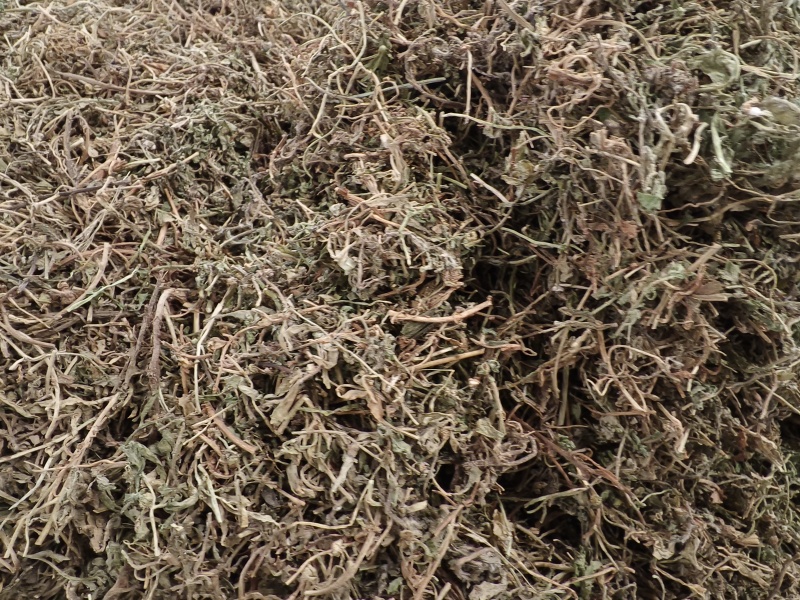 鹅不食草新货鹅食草色青无杂质批发零售正品鹅不食草
