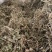 鹅不食草新货鹅食草色青无杂质批发零售正品鹅不食草