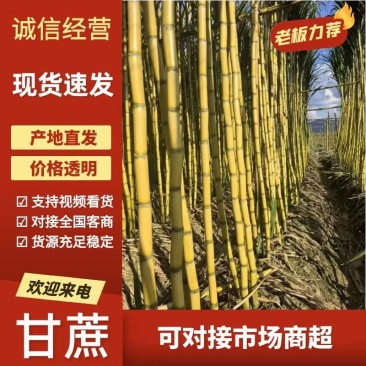 【精选】甘蔗—云南黄金甘蔗—结巴长皮毛亮—质量保证—现采