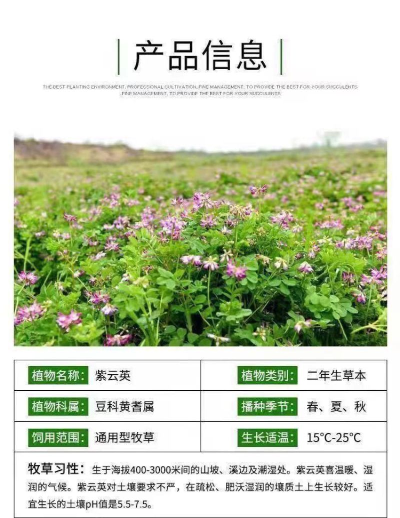 紫云英厂家货源批发价格全国发货价格便宜欢迎下单咨询