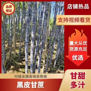 黑皮甘蔗—云南黑皮甘蔗—现挖现装—保质保量—大量有货
