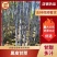 黑皮甘蔗—云南黑皮甘蔗—现挖现装—保质保量—大量有货