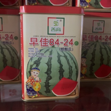 早佳8424麒麟瓜杂交一代瓜大**甜不易破