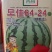 早佳8424麒麟瓜杂交一代瓜大**甜不易破