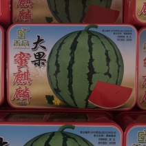 大果蜜麒麟杂交一代中早熟地雷瓜长势旺**甜