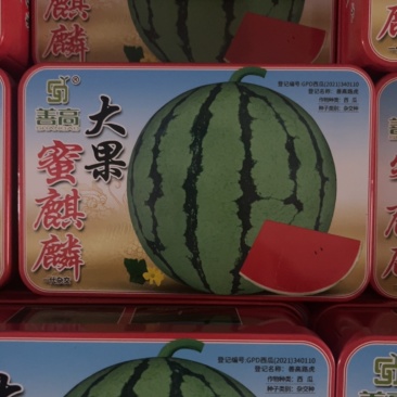 大果蜜麒麟杂交一代中早熟地雷瓜长势旺**甜