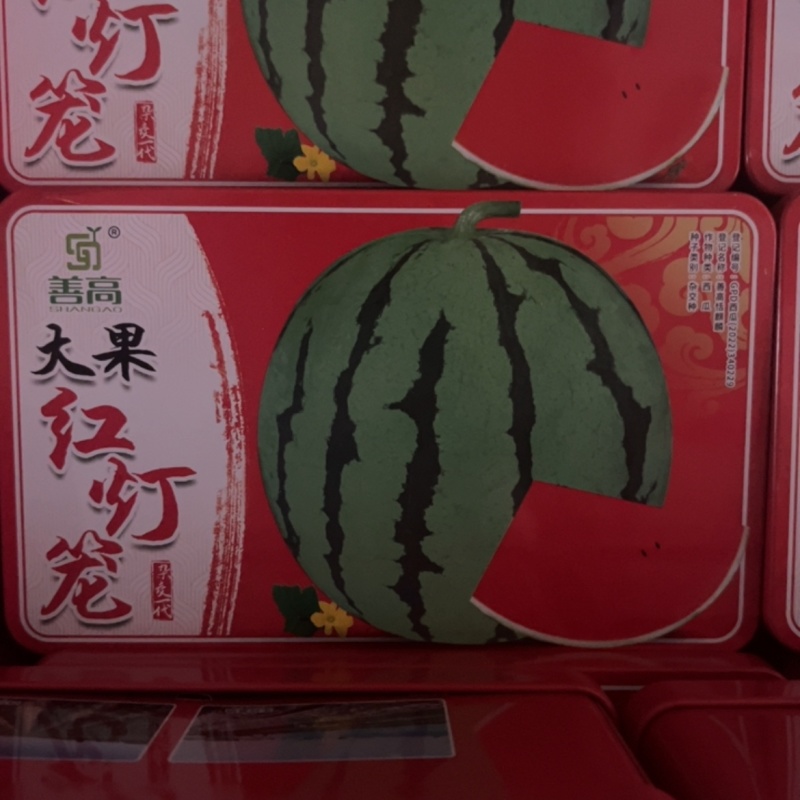 善高大国红灯笼一代杂交中早熟地雷瓜瓜大**甜不裂