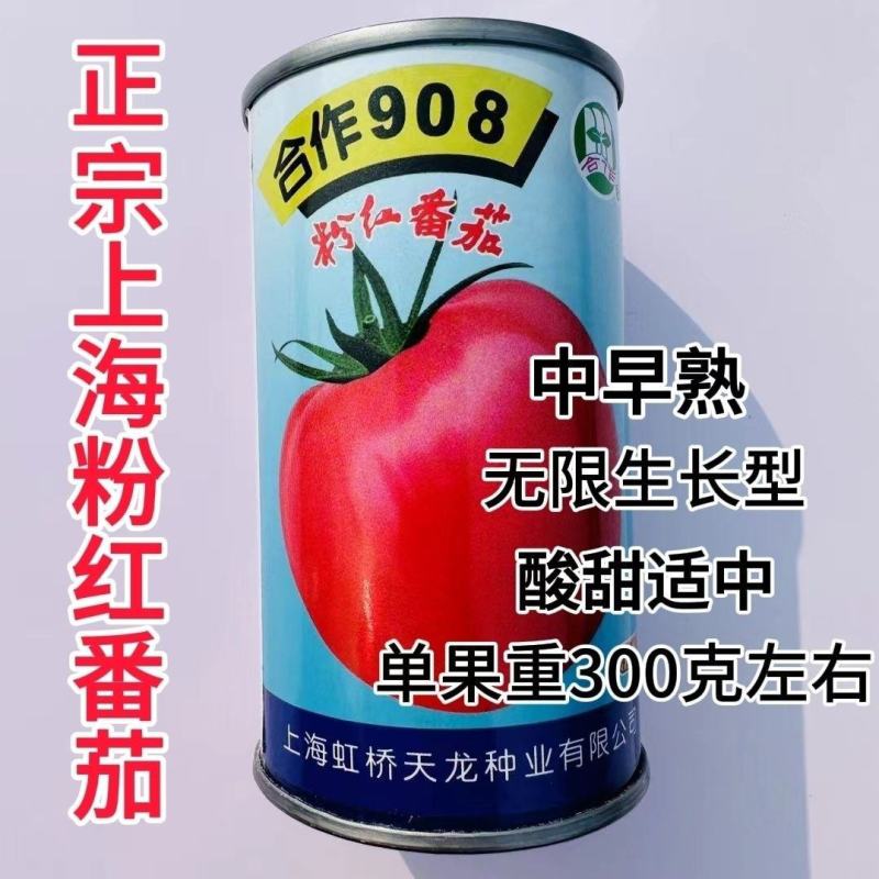 上海合作908粉红番茄种子大果红粉无限生长型酸甜西红柿种