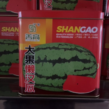 大果懒汉瓜**大瓜抗病高产超甜脆爽口耐运