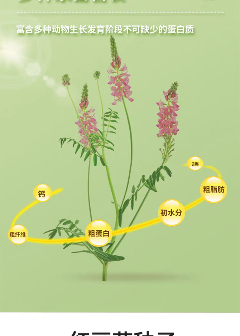正宗红豆草种子绿肥种子饲草四季耐寒耐旱红豆草籽种家畜高产