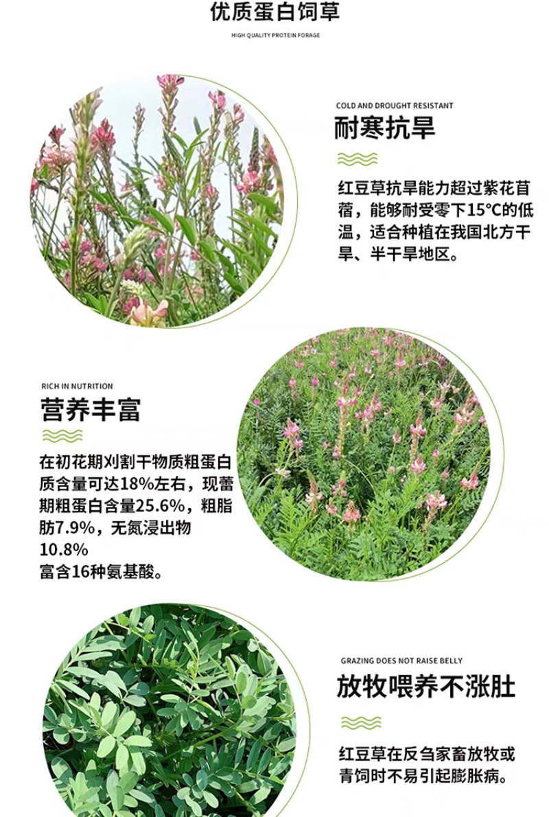 正宗红豆草种子绿肥种子饲草四季耐寒耐旱红豆草籽种家畜高产