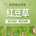 正宗红豆草种子绿肥种子饲草四季耐寒耐旱红豆草籽种家畜高产