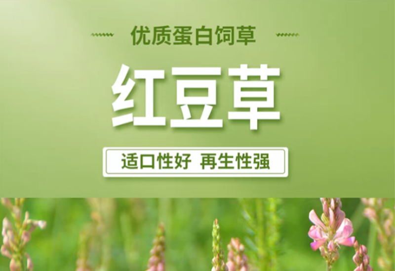 正宗红豆草种子绿肥种子饲草四季耐寒耐旱红豆草籽种家畜高产