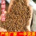 熟决明子炒熟决明子泡水决明子决明子颗粒颗粒均匀