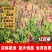正宗红豆草种子绿肥种子饲草四季耐寒耐旱红豆草籽种家畜高产