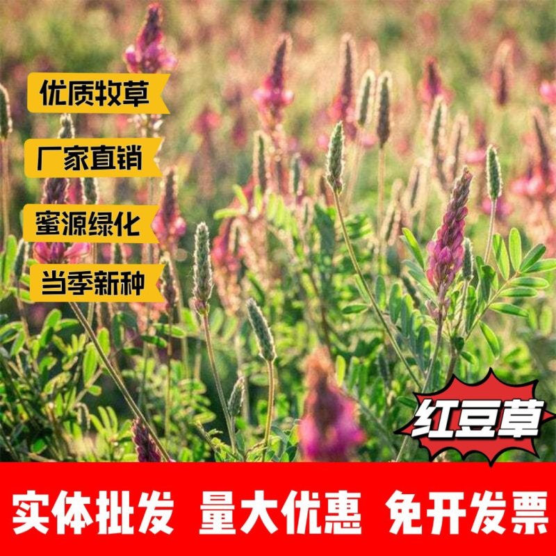 正宗红豆草种子绿肥种子饲草四季耐寒耐旱红豆草籽种家畜高产