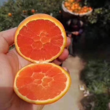 【主推中华红血橙】产地大量货源质量保证可以联系我