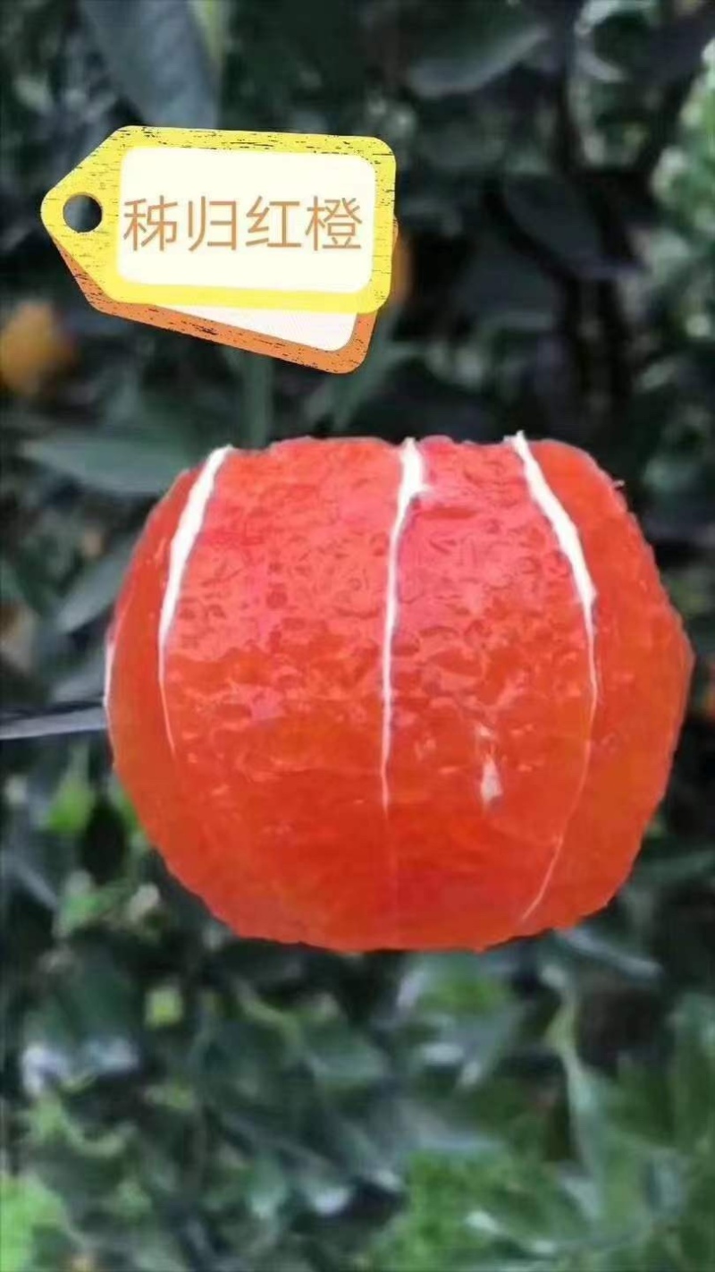 【主推中华红血橙】产地大量货源质量保证可以联系我