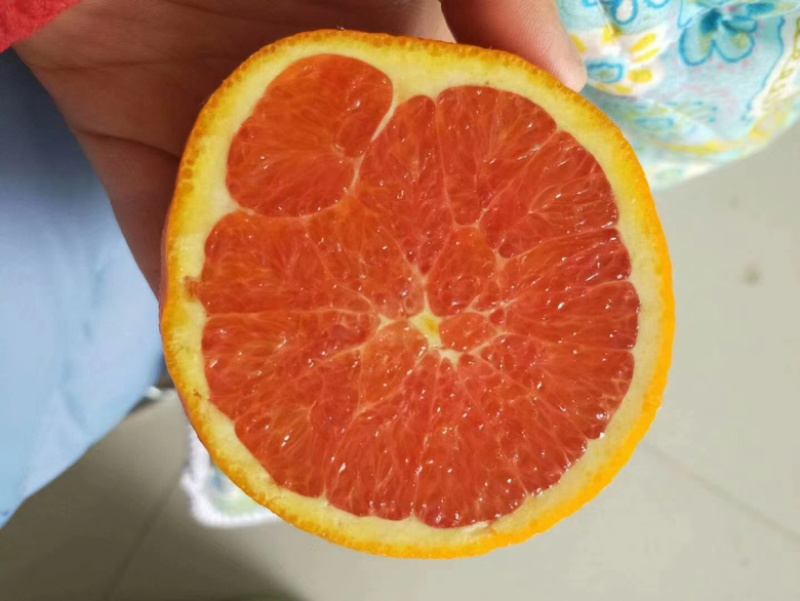 【主推中华红血橙】产地大量货源质量保证可以联系我