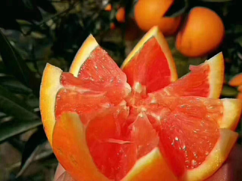 【主推中华红血橙】产地大量货源质量保证可以联系我