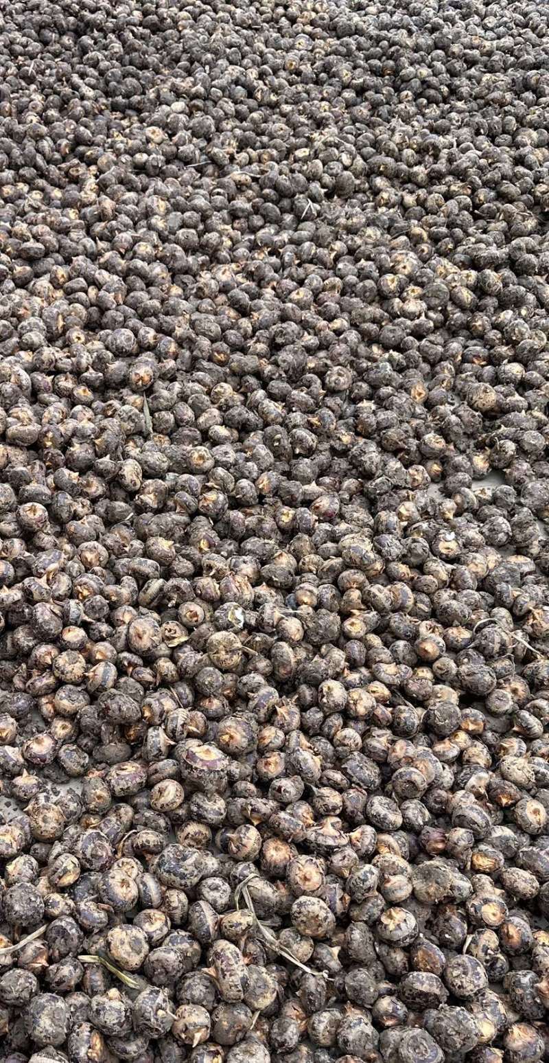 优质小果中果毛马蹄荸荠果大果一手货源批发一件代发