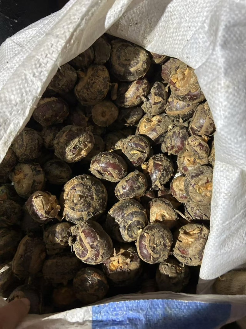 优质小果中果毛马蹄荸荠果大果一手货源批发一件代发