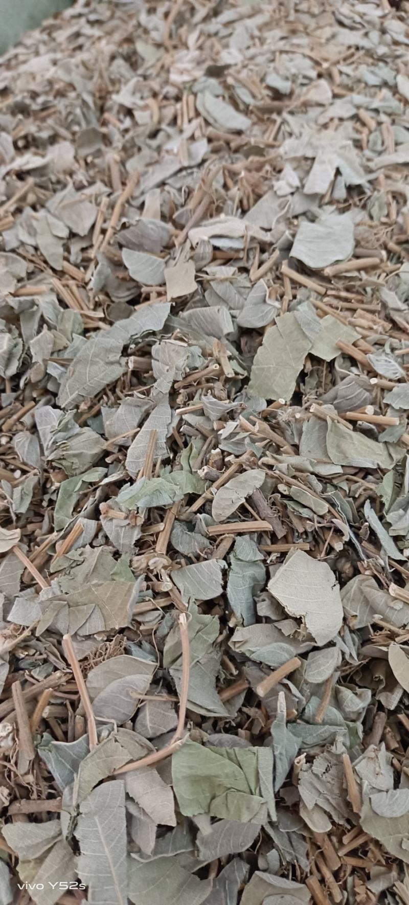 金钱草大叶金钱和小叶金钱草产地不同药材相同