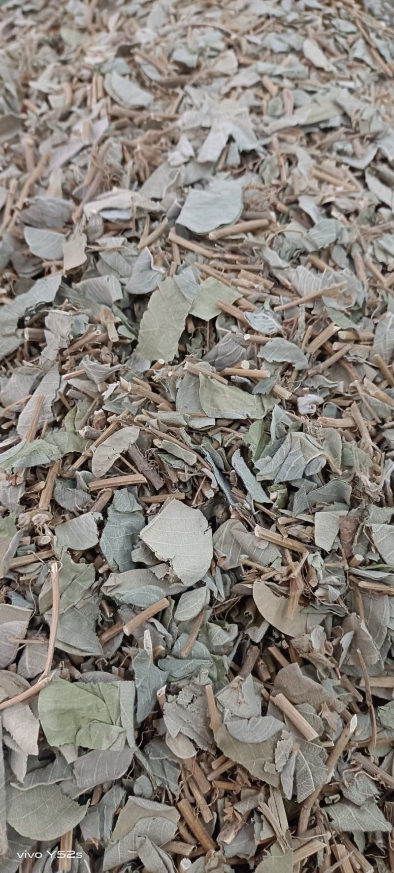 金钱草大叶金钱和小叶金钱草产地不同药材相同