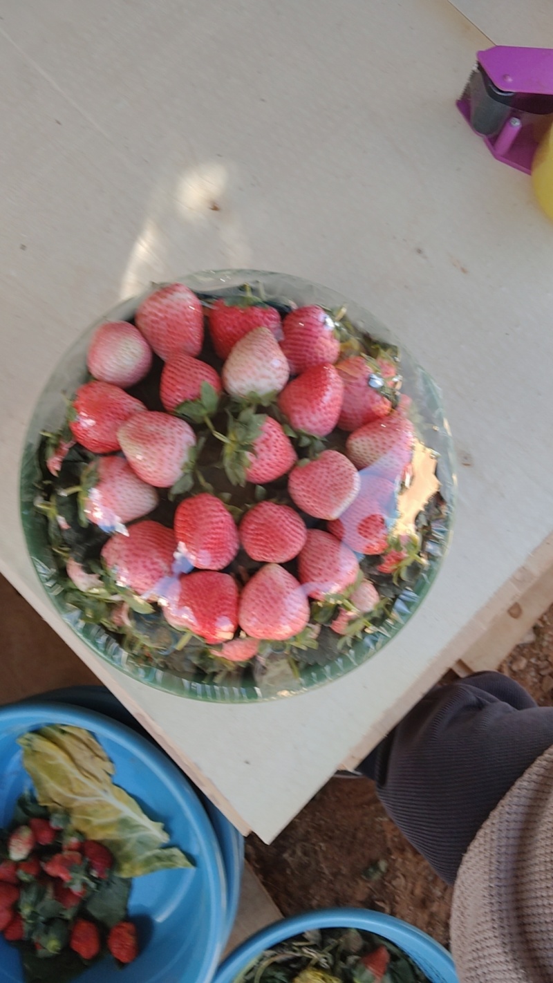 粉玉草莓，云南露天草莓，精品大果，
