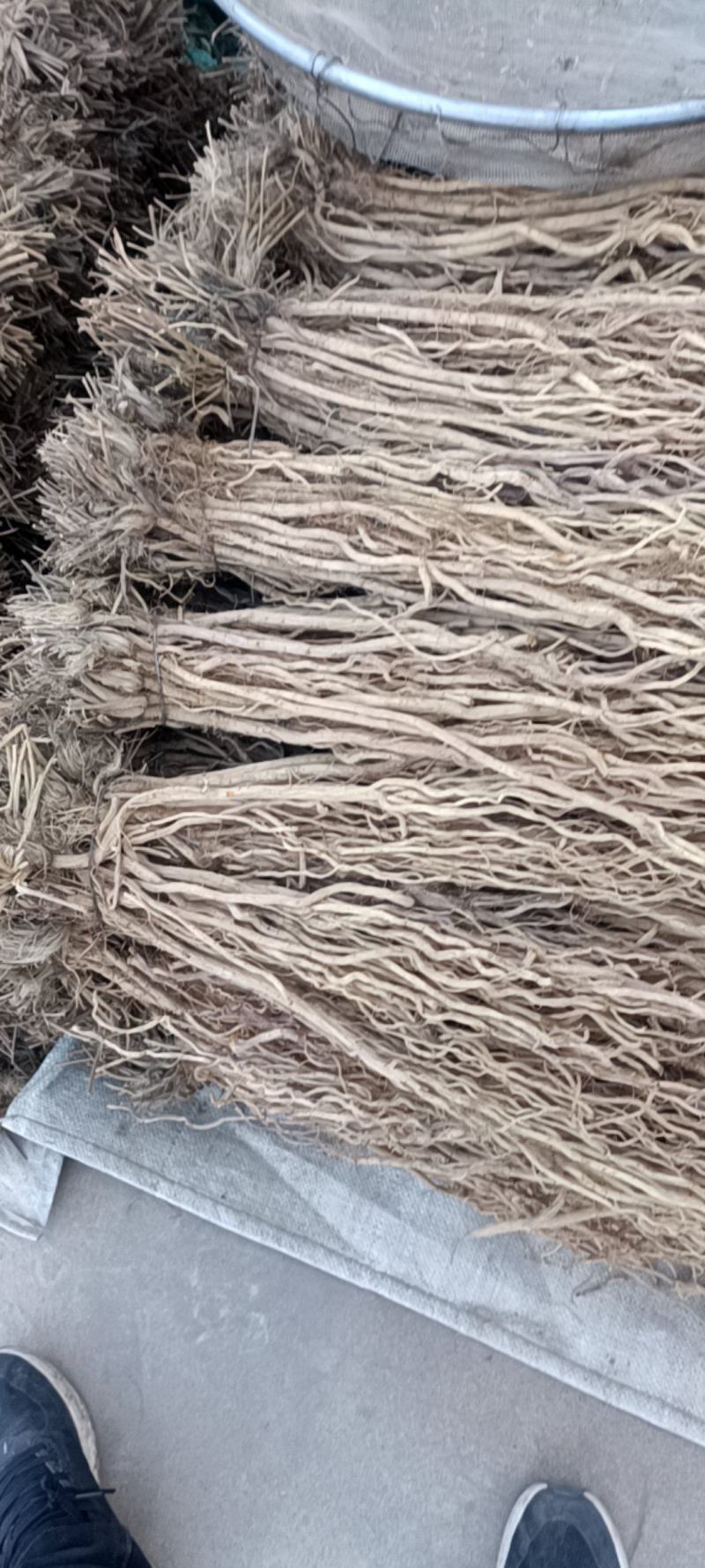 甘肃地产防风通货，保质保量，产地直销，量大从优，物美价廉