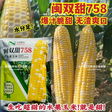 爆汁脆甜水果玉米种子无渣生吃特甜双色水果玉米种子棒绿粒亮