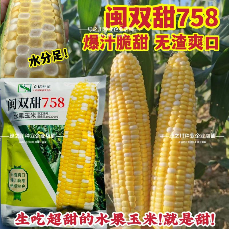 爆汁脆甜水果玉米种子无渣生吃特甜双色水果玉米种子棒绿粒亮