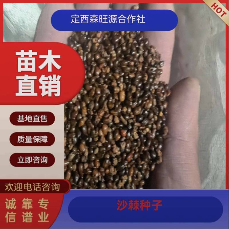 沙棘种子，沙棘种子发芽率高，甘肃沙棘种子