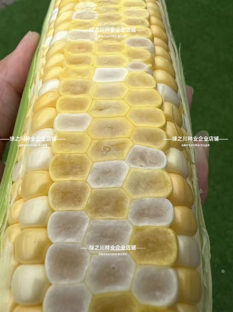 爆汁脆甜水果玉米种子无渣生吃特甜双色水果玉米种子棒绿粒亮