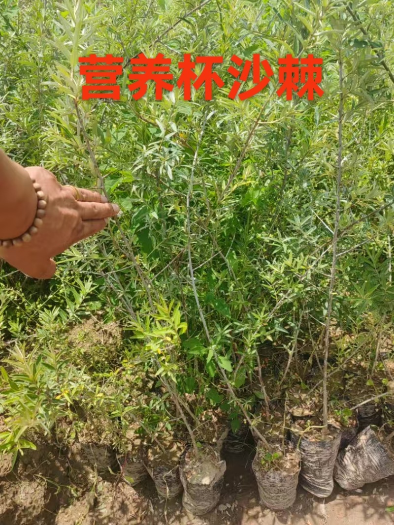 沙棘种子，沙棘种子发芽率高，甘肃沙棘种子