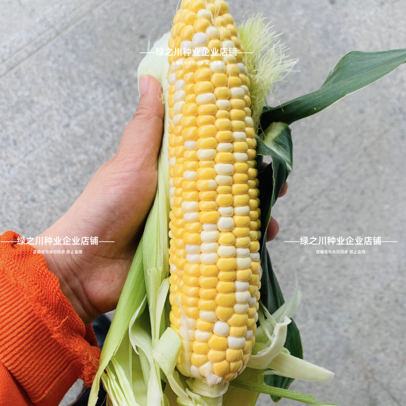 爆汁脆甜水果玉米种子无渣生吃特甜双色水果玉米种子棒绿粒亮