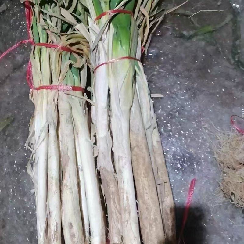 长白大葱