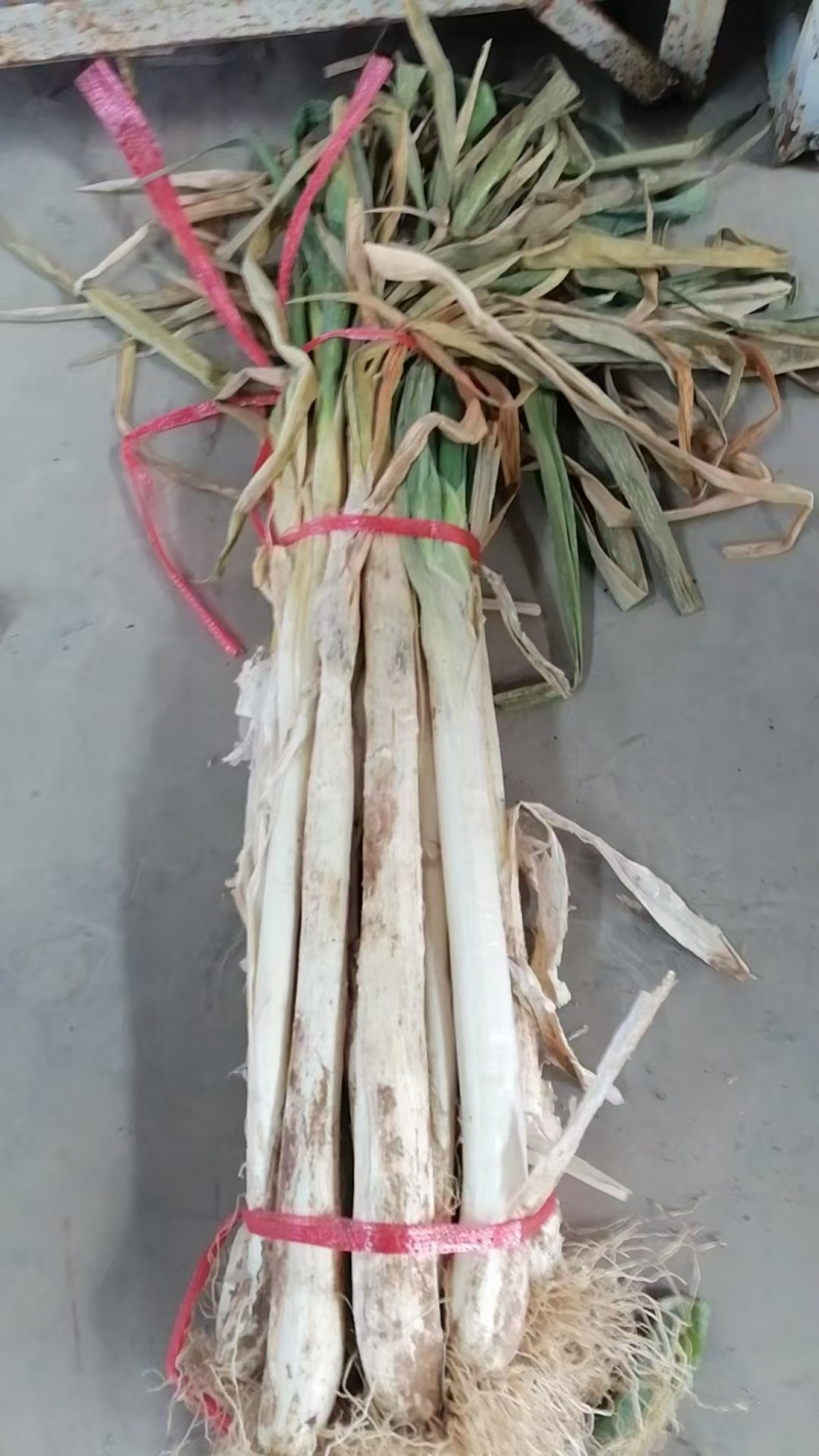 长白大葱
