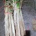 长白大葱