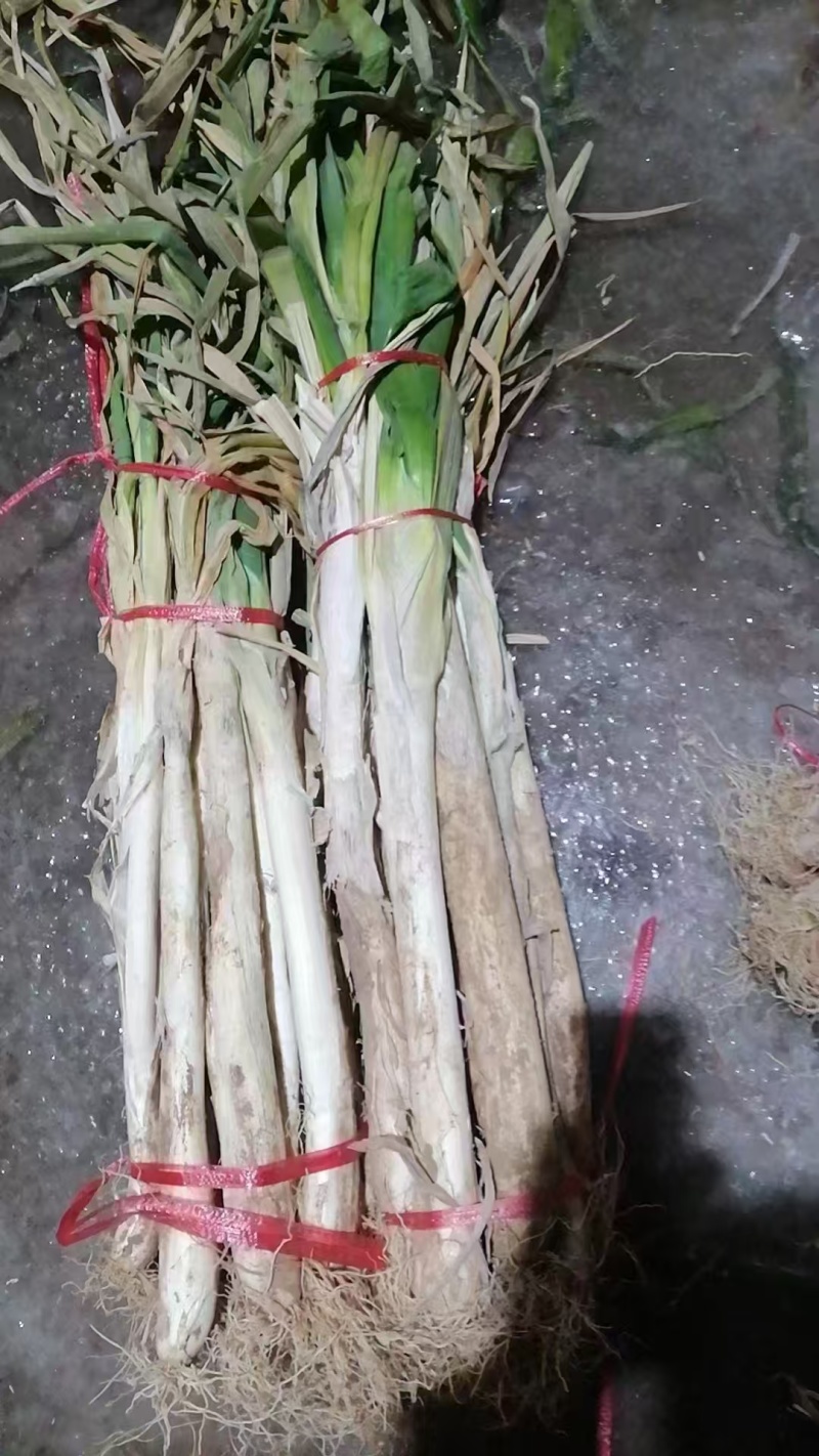 长白大葱