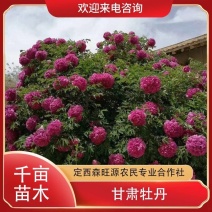 甘肃牡丹，紫斑牡丹，牡丹种植面积大，成活率高