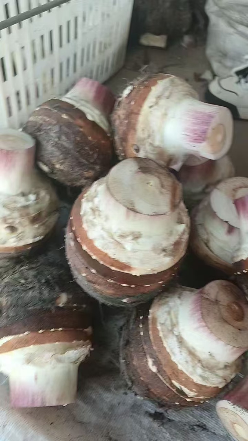 云南精品芋头，大量上市，品质佳，欢迎咨询选购