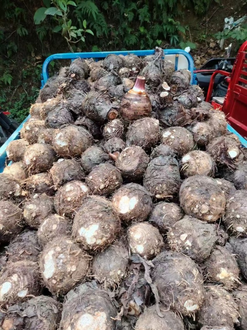 云南精品芋头，大量上市，品质佳，欢迎咨询选购