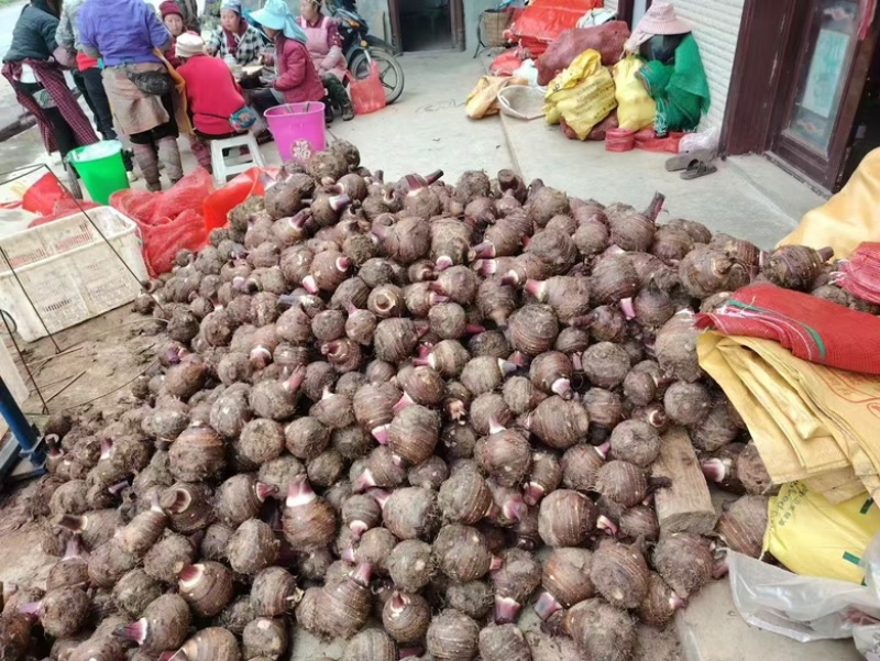 云南精品芋头，大量上市，品质佳，欢迎咨询选购