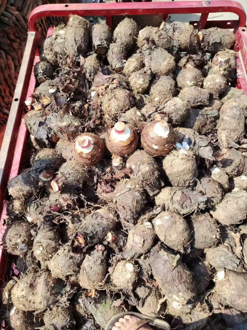 云南精品芋头，大量上市，品质佳，欢迎咨询选购