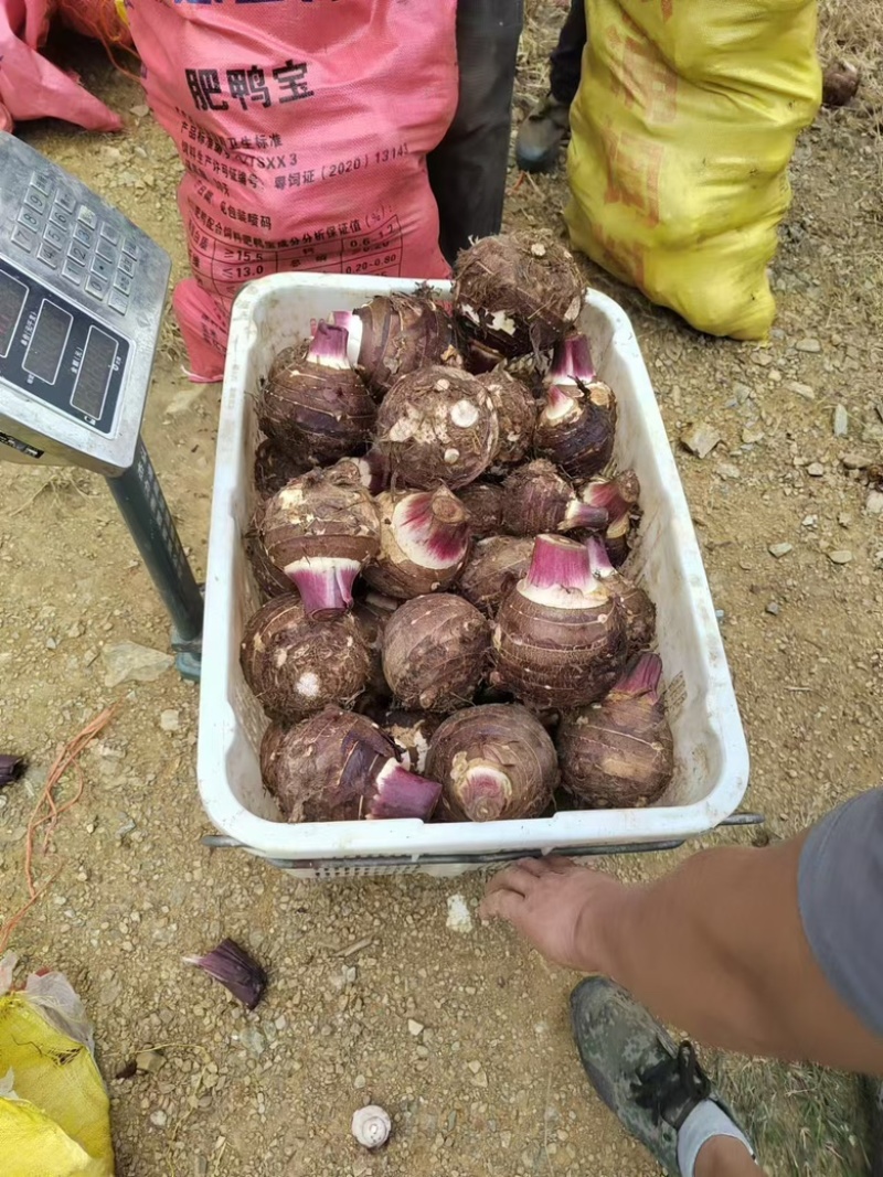 云南精品芋头，大量上市，品质佳，欢迎咨询选购